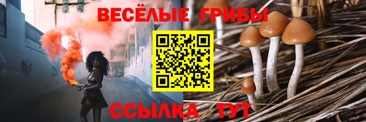 Грозный  Псилоцибиновые грибы прущие грибы  Вход с VPN 